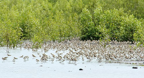 Sembilang National Park